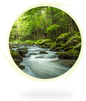 New Zealand rainforest stream